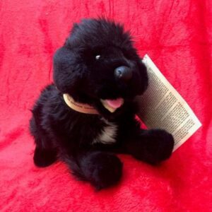 Seaman, Dog of Lewis & Clark