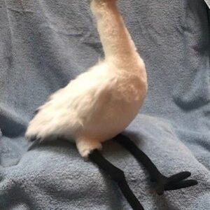 Willy, the Whooping Crane